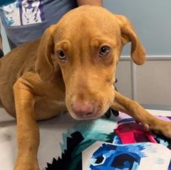 Shelter Stray Male Dog last seen SAHS PROPERTY, San Antonio, TX, 4804 Fredericksburg Rd, San Antonio, TX 78229, USA