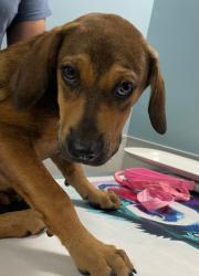 Shelter Stray Male Dog last seen SAHS PROPERTY, San Antonio, TX, 4804 Fredericksburg Rd, San Antonio, TX 78229, USA