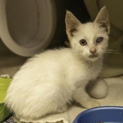 Shelter Stray Female Cat last seen Near University Ave, Madison 5, City of, WI, 5132 Voges Rd, Madison, WI 53718, USA
