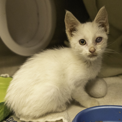 Shelter Stray Female Cat last seen Near University Ave, Madison 5, City of, WI, 5132 Voges Rd, Madison, WI 53718, USA