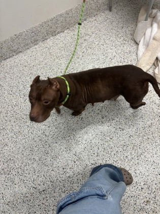 Shelter Stray Female Dog last seen Near Beryl St., Atlanta, GA, 1251 Fulton Industrial Blvd NW, Atlanta, GA 30336, USA