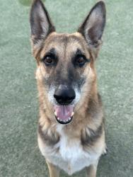 Shelter Stray Female Dog last seen W Jensen Ave & S Brawley Ave, Fresno Zone Fresno CO 2 93706, CA, 1510 W Dan Ronquillo Dr, Fresno, CA 93706, USA