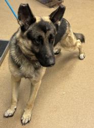 Shelter Stray Male Dog last seen Near Jane Rd, 30340, GA, 3280 Chamblee Dunwoody Rd, Chamblee, GA 30341, USA