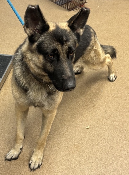 Shelter Stray Male Dog last seen Near Jane Rd, 30340, GA, 3280 Chamblee Dunwoody Rd, Chamblee, GA 30341, USA