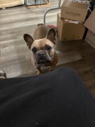 Reunited Female Dog last seen Santos, Hayward, CA 94541