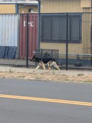 Found/Stray Unknown Dog last seen 12th st and florida ave, Richmond, CA 94804