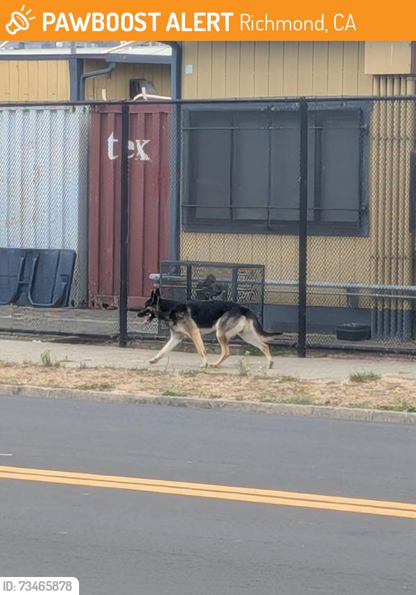 Found/Stray Unknown Dog last seen 12th st and florida ave, Richmond, CA 94804