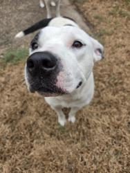 Reunited Female Dog last seen West Little York and Langfield Road, Houston, TX 77040