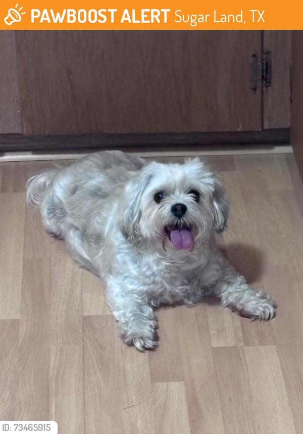 Found/Stray Female Dog last seen Bournewood dr. , Sugar Land, Sugar Land, TX 77498