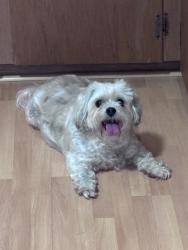 Found/Stray Female Dog last seen Bournewood dr. , Sugar Land, Sugar Land, TX 77498