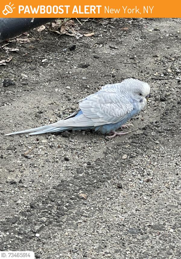 Found/Stray Unknown Bird last seen West side highway running path by the Hudson river, New York, NY 10024