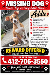 Lost Female Dog last seen North Braddock, Pittsburgh, PA 15208