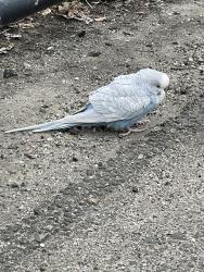 Found/Stray Unknown Bird last seen West side highway running path by the Hudson river, New York, NY 10024