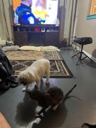 Lost Male Dog last seen La Hwy 70, Pierre Part, LA 70339