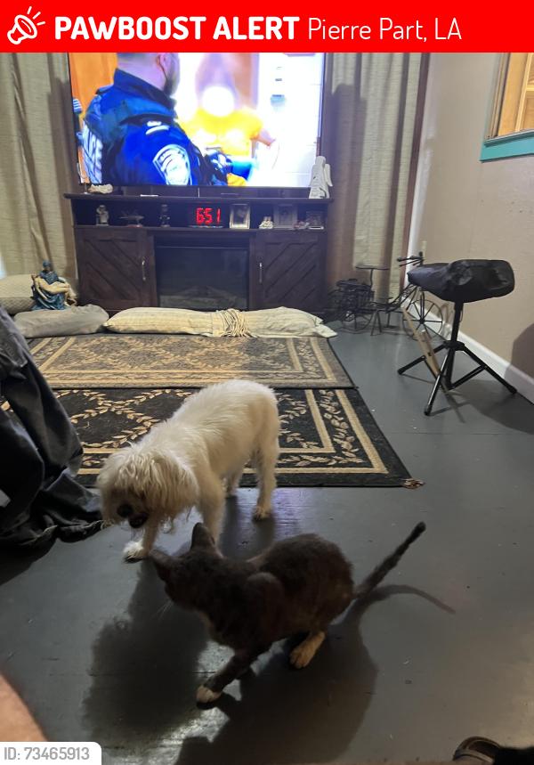 Lost Male Dog last seen La Hwy 70, Pierre Part, LA 70339