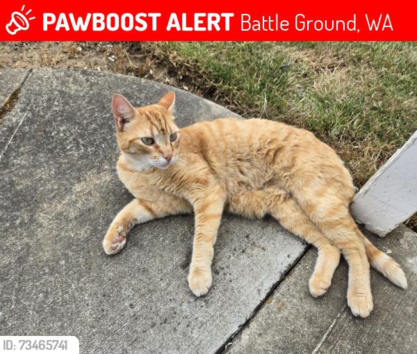 Lost Male Cat last seen On NW 4th Street in the neighborhood behind Albertsons in Battle Ground WA, Battle Ground, WA 98604