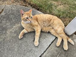 Lost Male Cat last seen On NW 4th Street in the neighborhood behind Albertsons in Battle Ground WA, Battle Ground, WA 98604