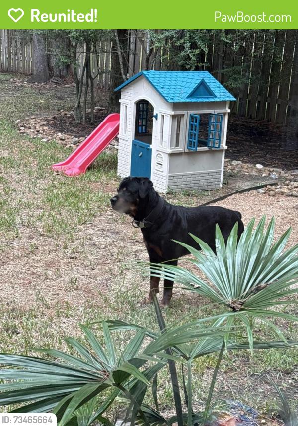 Reunited Male Dog last seen Owls Cove Pl, The Woodlands, TX 77382