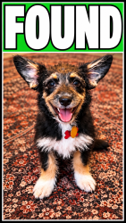 Reunited Female Dog last seen Harvey rd/ copperfield, College Station, TX 77802