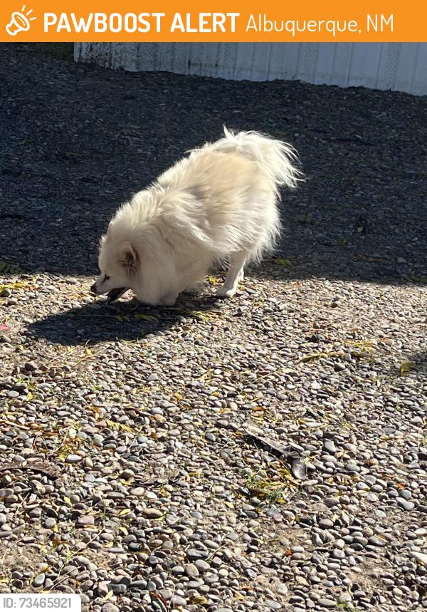 Found/Stray Unknown Dog last seen Walking by trailers 638-640, Albuquerque, NM 87121