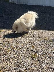 Found/Stray Unknown Dog last seen Walking by trailers 638-640, Albuquerque, NM 87121