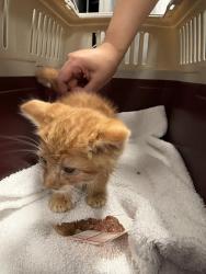Shelter Stray Male Cat last seen Near Tudor Road, SAN LEANDRO, CA, 94577, 8323 Baldwin St, Oakland, CA 94621, USA
