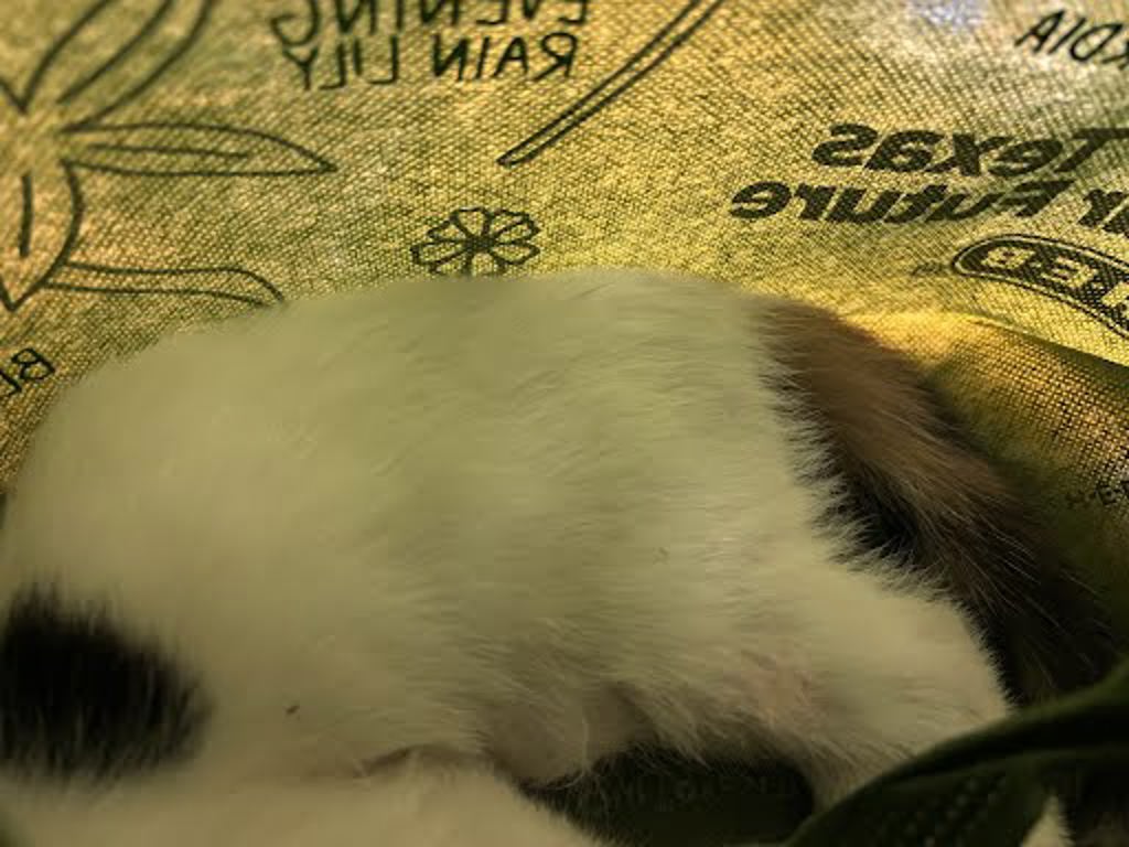 Shelter Stray Unknown Cat last seen Downs Dr & Webberville Rd, AUSTIN, TX, 78721, 7201 Levander Loop bldg a, Austin, TX 78702, USA