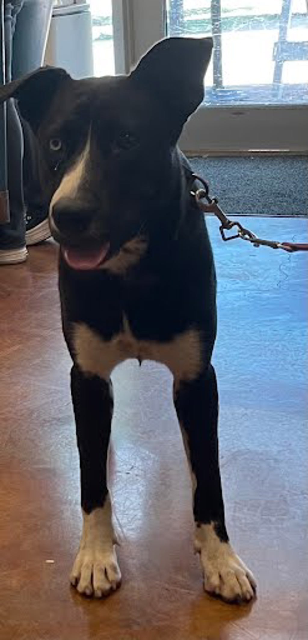 Shelter Stray Female Dog last seen Near West Avenue, Austin, TX, 78701, 7201 Levander Loop bldg a, Austin, TX 78702, USA