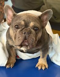 Shelter Stray Male Dog last seen Near Topperwein, AUSTIN, TX, 78758, 7201 Levander Loop bldg a, Austin, TX 78702, USA