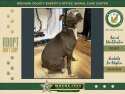 Shelter Stray Female Dog last seen Near Us-192, MELBOURNE, FL, 32904, 5100 W Eau Gallie Blvd, Melbourne, FL 32934, USA