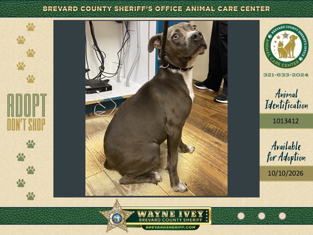 Shelter Stray Female Dog last seen Near Us-192, MELBOURNE, FL, 32904, 5100 W Eau Gallie Blvd, Melbourne, FL 32934, USA