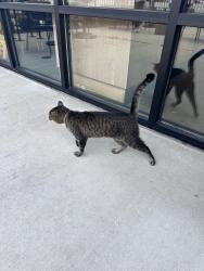 Found/Stray Unknown Cat last seen Starbucks, Hope Mills, NC 28348