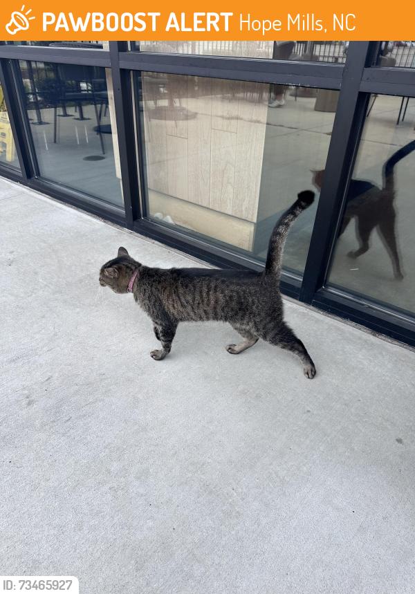 Found/Stray Unknown Cat last seen Starbucks, Hope Mills, NC 28348