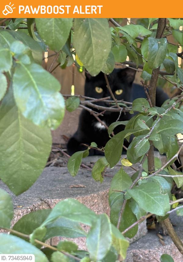 Found/Stray Unknown Cat last seen North academy and north carefree, Colorado Springs, CO 80917