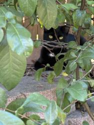 Found/Stray Unknown Cat last seen North academy and north carefree, Colorado Springs, CO 80917