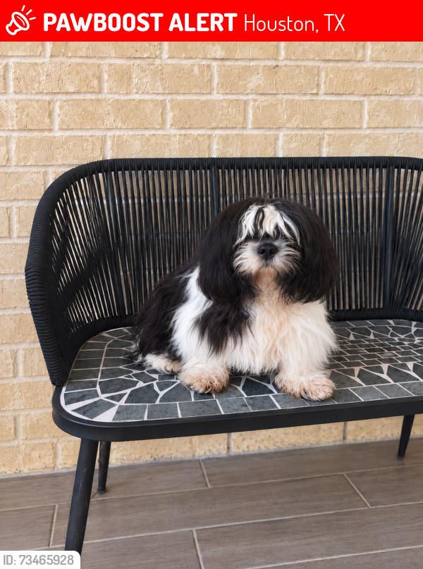 Lost Male Dog last seen Summer Camp Dr , cypress TX 77433, Houston, TX 77433