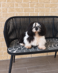 Lost Male Dog last seen Summer Camp Dr , cypress TX 77433, Houston, TX 77433