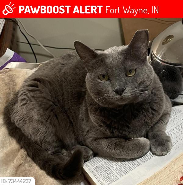 Lost Female Cat last seen Millstone addition off of Lima road, Fort Wayne, IN 46825