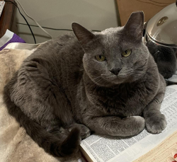 Lost Female Cat last seen Millstone addition off of Lima road, Fort Wayne, IN 46825