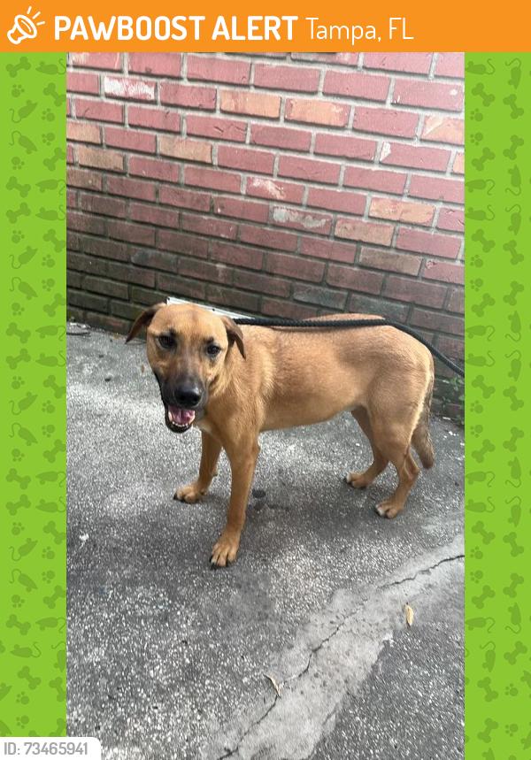 Found/Stray Male Dog last seen Lois and south st Tampa fl 33614, Tampa, FL 33614