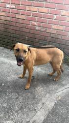 Found/Stray Male Dog last seen Lois and south st Tampa fl 33614, Tampa, FL 33614
