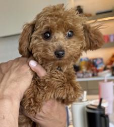 Reunited Female Dog last seen 90th South 700 East, Salt Lake County, UT 84106