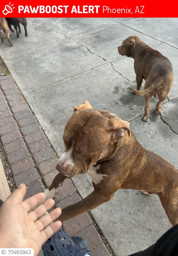Lost Male Dog last seen Near ave camelback, Phoenix, AZ 85031