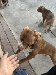 Lost Male Dog last seen Near ave camelback, Phoenix, AZ 85031