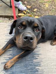 Found/Stray Female Dog last seen Foster St, District Heights, MD 20747