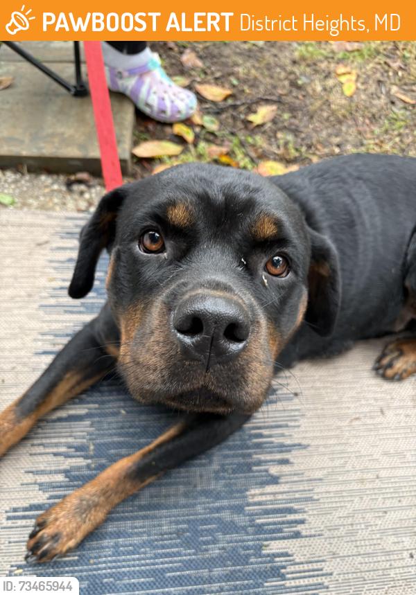 Found/Stray Female Dog last seen Foster St, District Heights, MD 20747