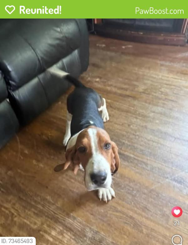 Reunited Male Dog last seen Near roble ave modesto ca 95354, Modesto, CA 95354