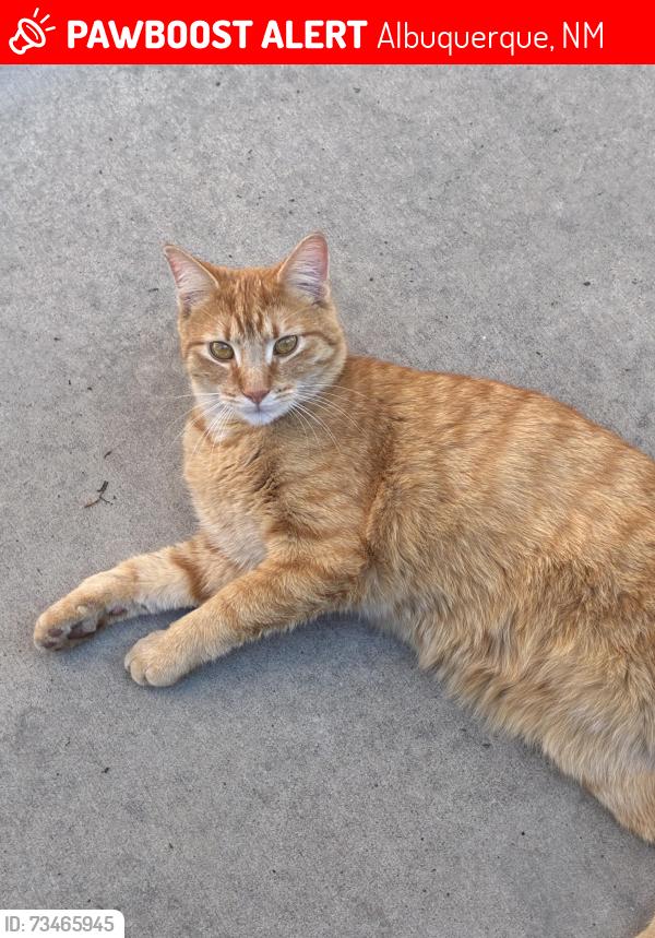 Lost Male Cat last seen Four Hills Neighborhood, Albuquerque, NM 87123