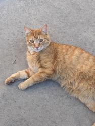 Lost Male Cat last seen Four Hills Neighborhood, Albuquerque, NM 87123