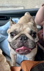 Reunited Unknown Dog last seen Van Ness Ln, Dallas, TX 75220, USA, Dallas, TX 75220